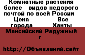 Комнатные растения более200видов недорого почтой по всей России › Цена ­ 100-500 - Все города  »    . Ханты-Мансийский,Радужный г.